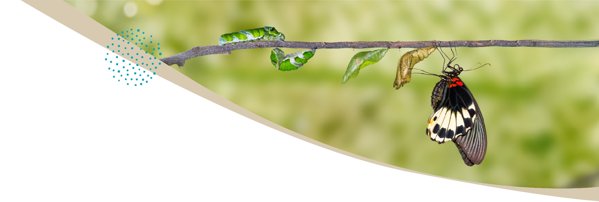 nos services creation logo