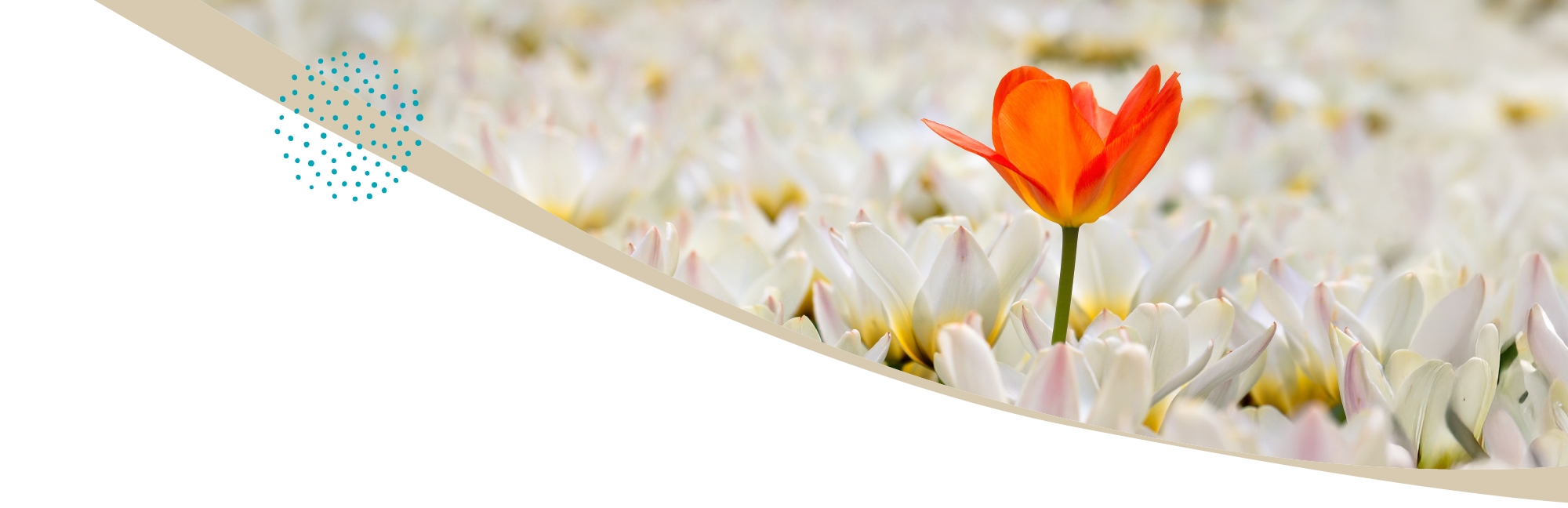 nos services-creation nom